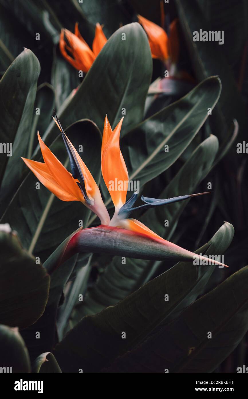 Close angle view of the Flower Bird of Paradise Stock Photo