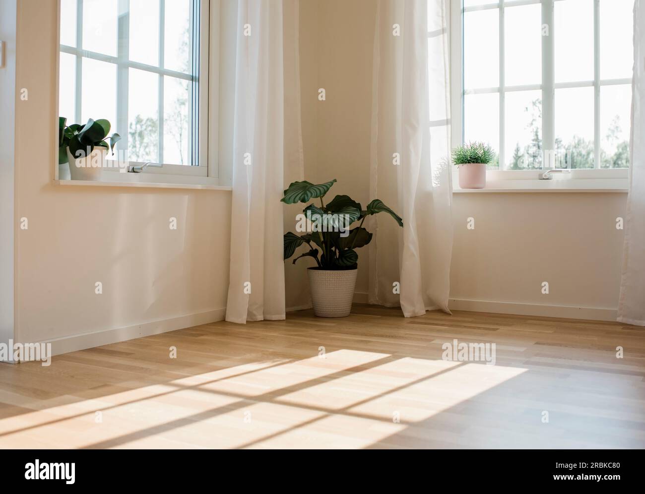 Home decor indoor succulent hi-res stock photography and images - Alamy