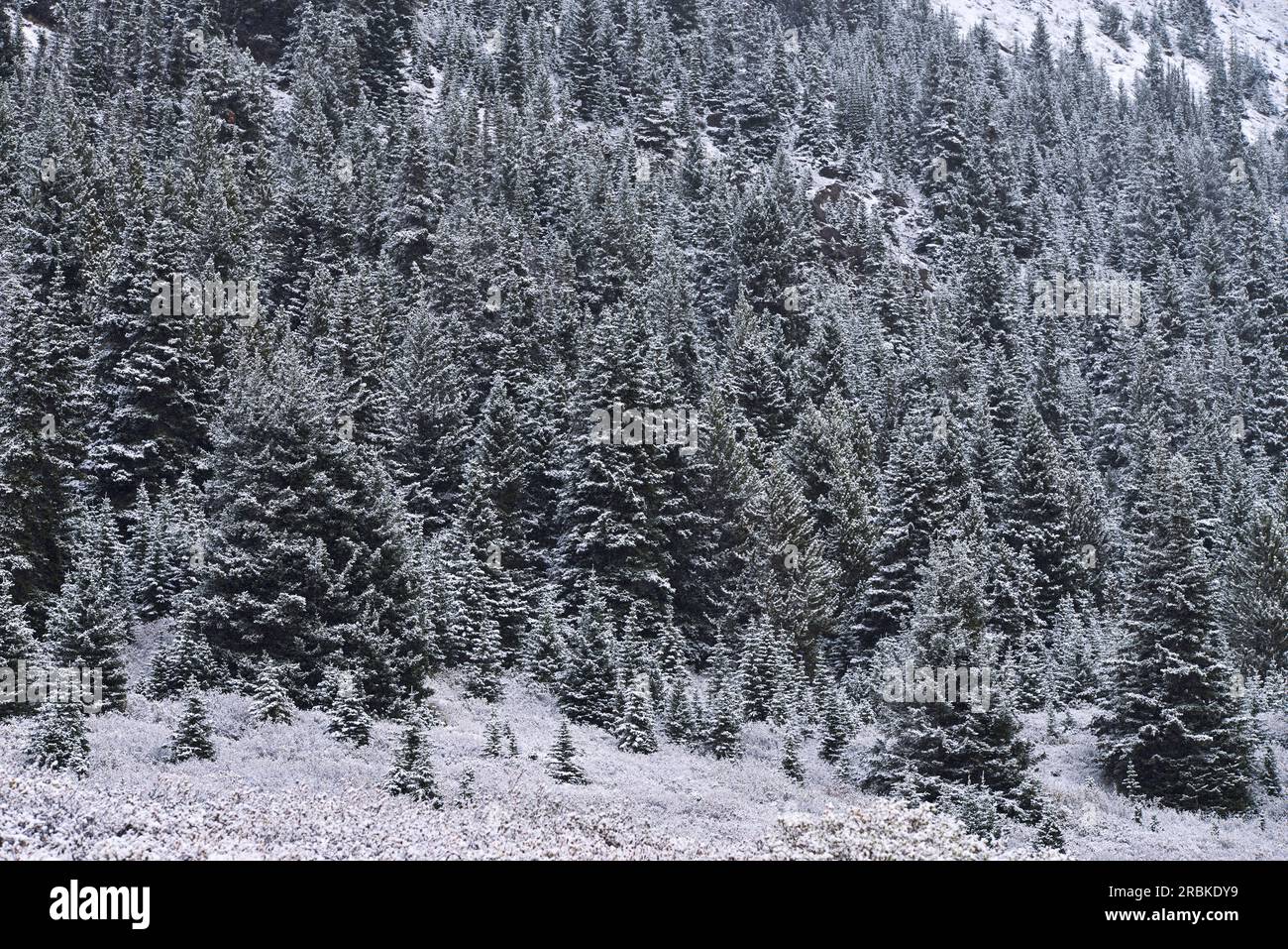Winter views of Jasper National Park, Alberta, Canada Stock Photo