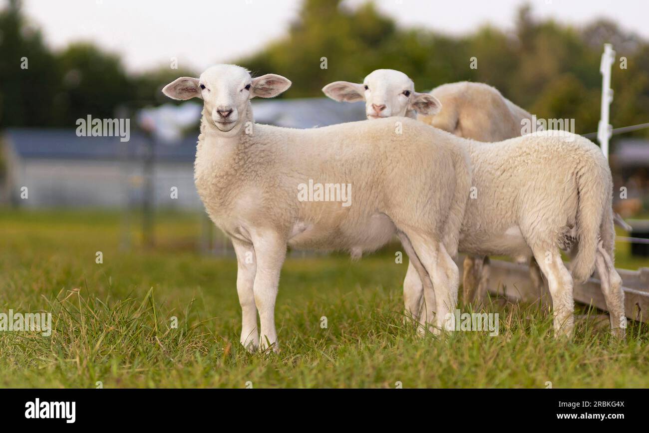 Katahdin sheep lamb twins on a green pasture together Stock Photo - Alamy