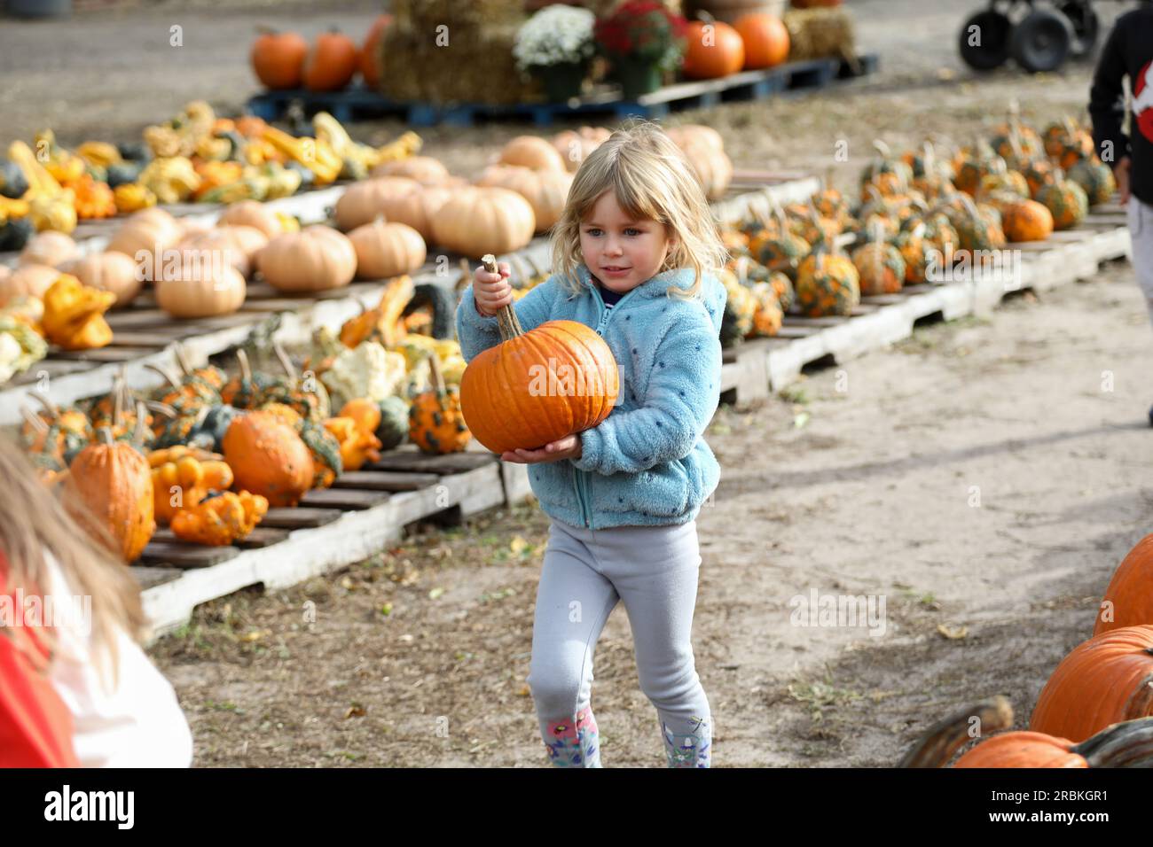 little girl carrying pumpkin in pumpkin patch in the fall Stock Photo ...