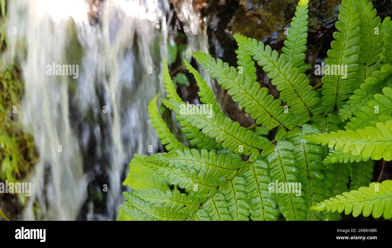 Ferns in small stream hi res stock photography and images Alamy