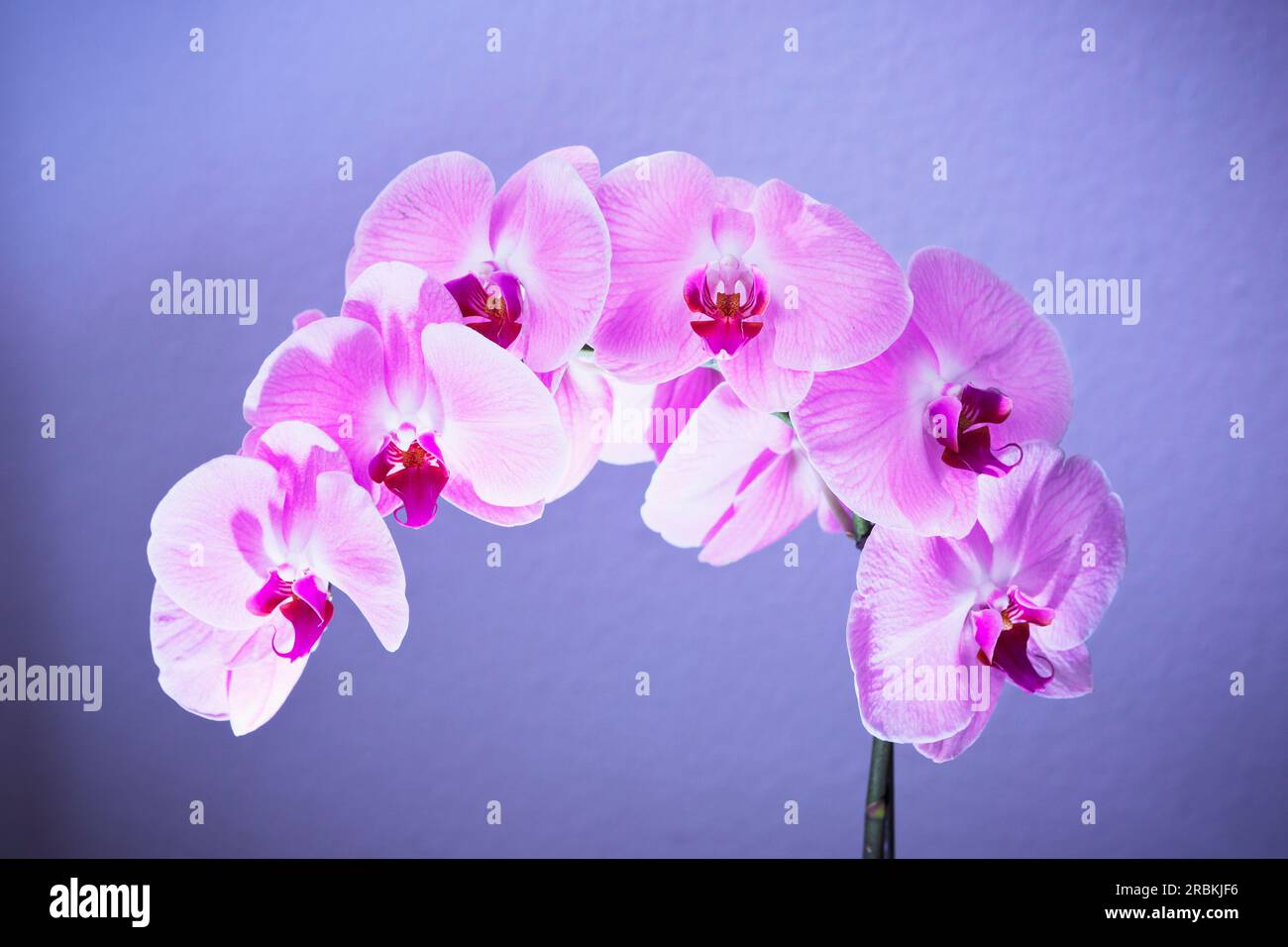 Stalk of a pink orchid with several blossoms Stock Photo