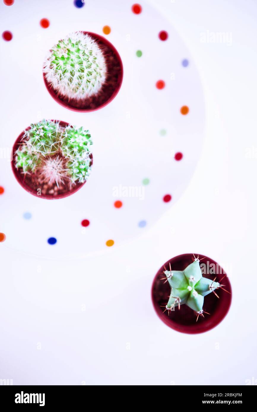 Top view of three little cacti on colorful dotted plate Stock Photo