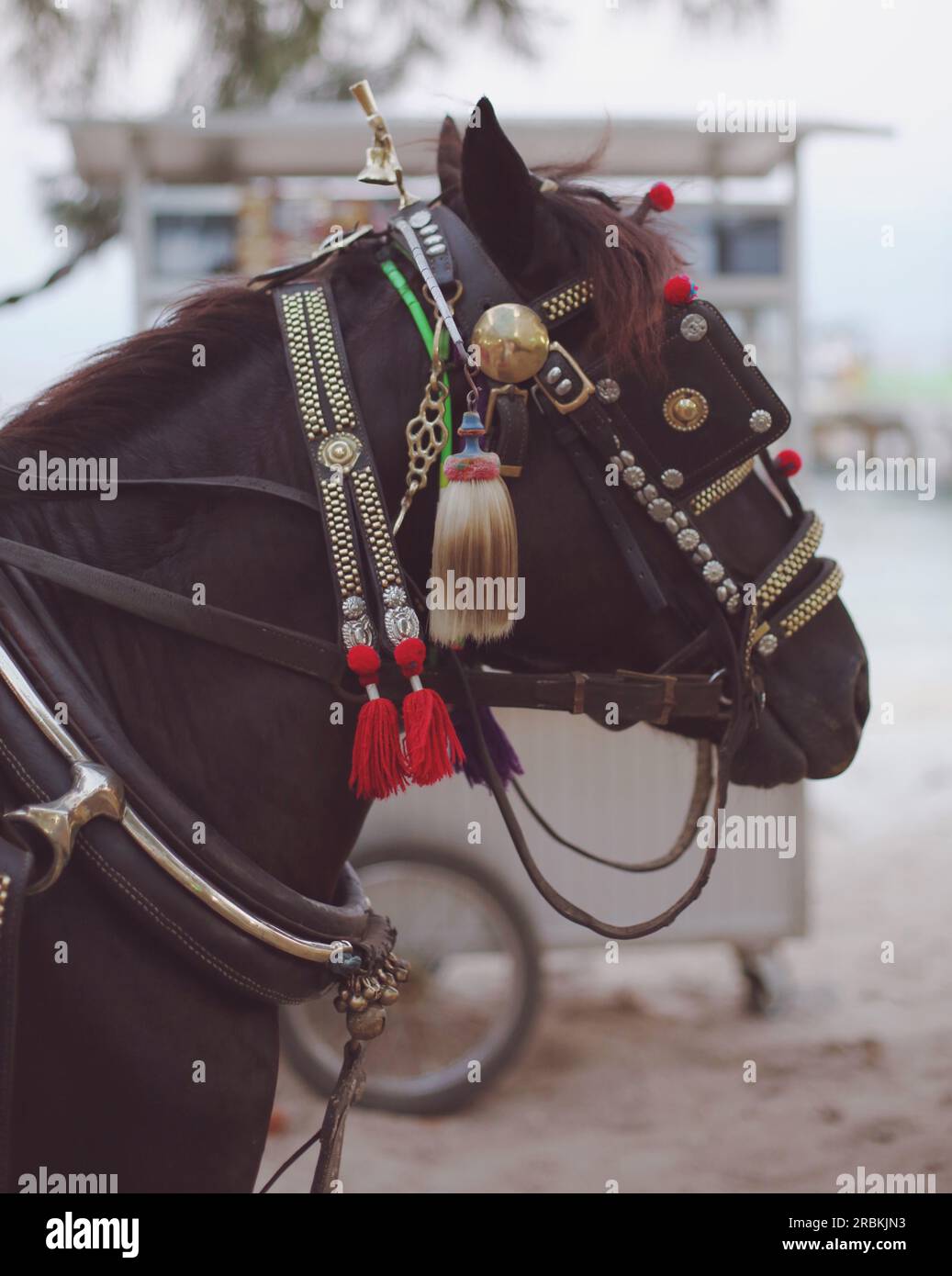 working horse on the Gili Islands Stock Photo