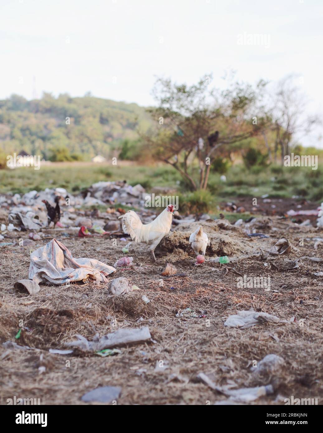 Chickens in a Rubbish Dump Stock Photo Alamy