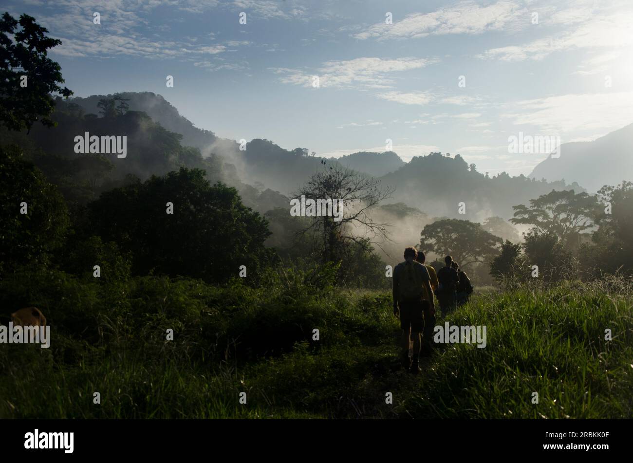 A morning hike through a foggy jungle in colombia Stock Photo