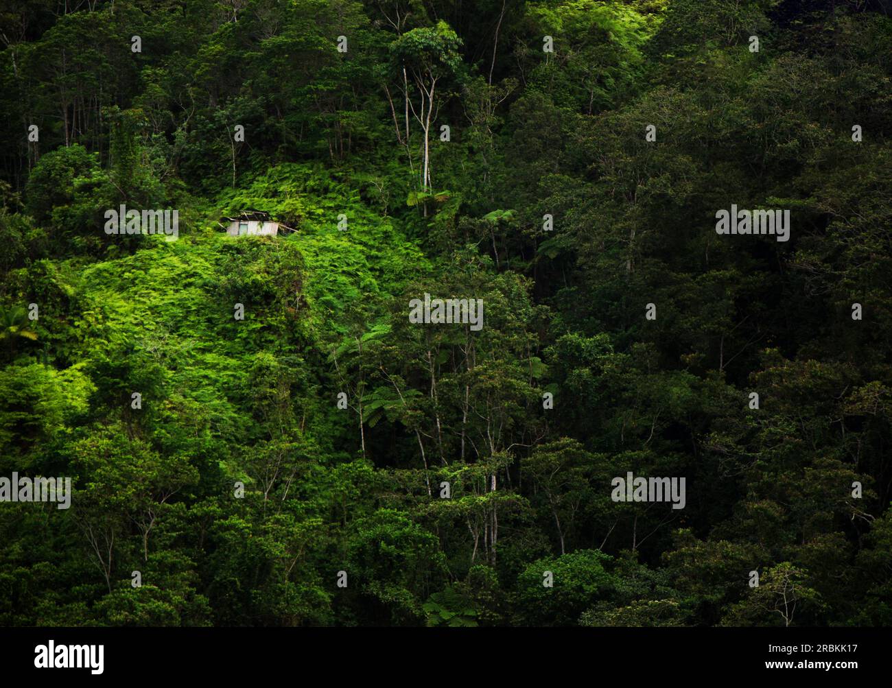 A tree house in the middle of the jungle Stock Photo