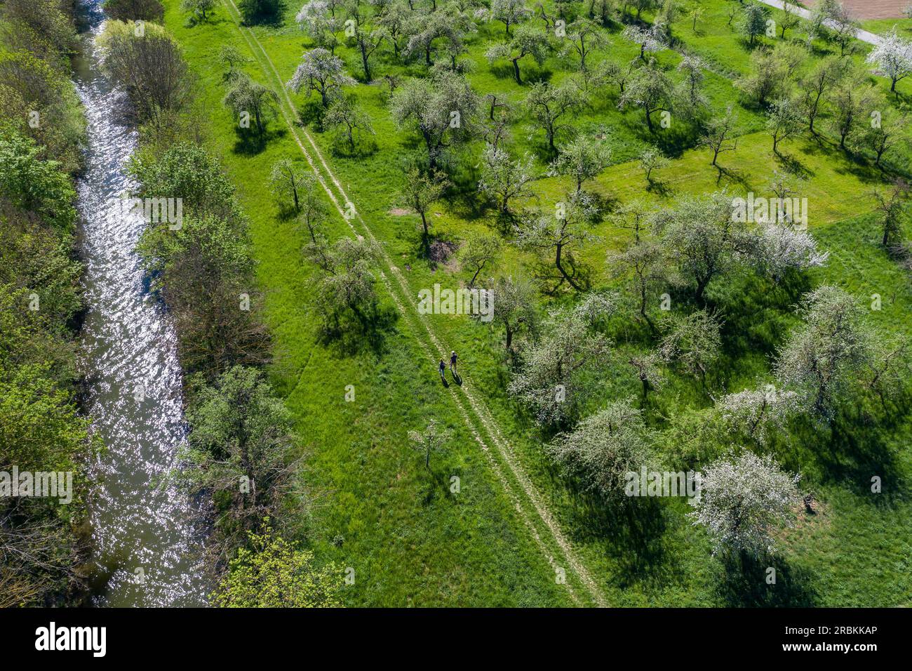 Aerial view of blossoming apple trees next to dirt road on the Tauber River, Tauberbischofsheim, Baden-Wuerttemberg, Germany, Europe Stock Photo