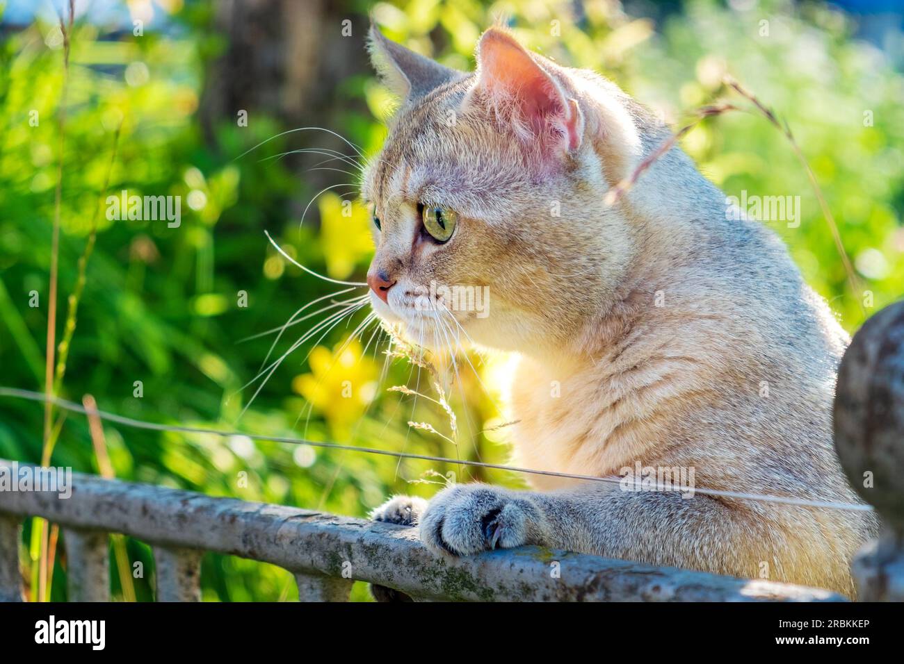 Close-up portrait of a surprised cat. Golden Chinchilla cat among the grass on a sunny day Stock Photo