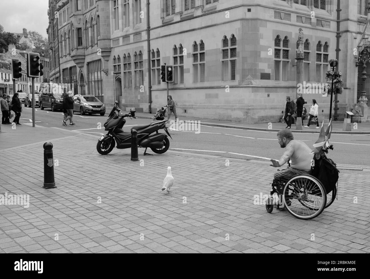 Man in wheelchair playing with seagull Stock Photo