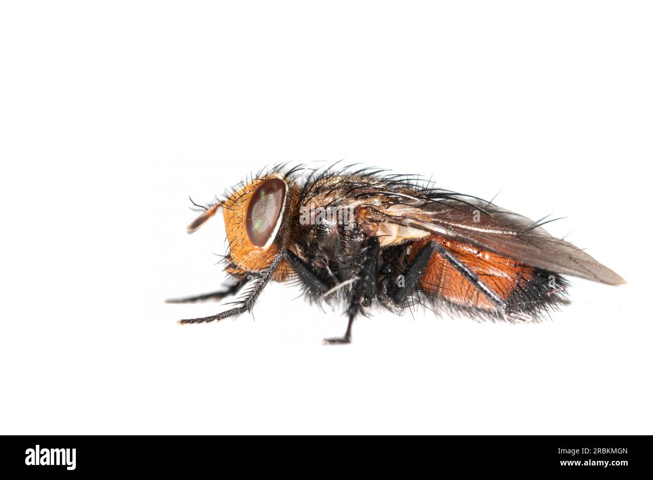 tachinid (Gonia divisa), side view, cut out, Netherlands Stock Photo