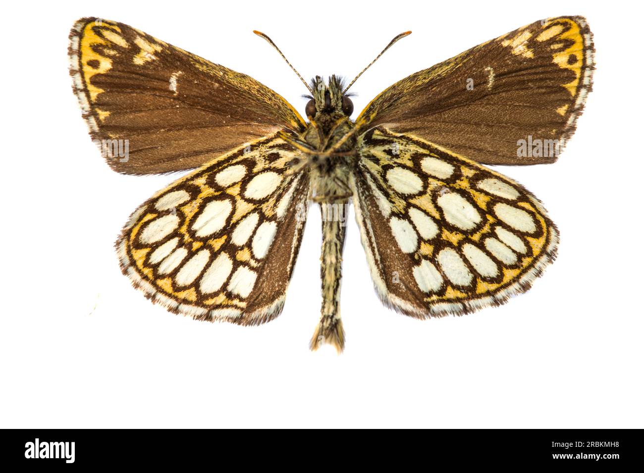 large chequered skipper (Heteropterus morpheus), male, underside, cut out, Netherlands Stock Photo