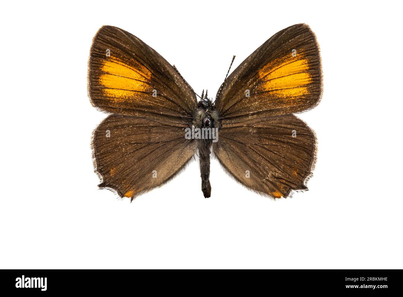 ilex hairstreak (Satyrium ilicis, Nordmannia ilicis), female, upperside, cut out Stock Photo
