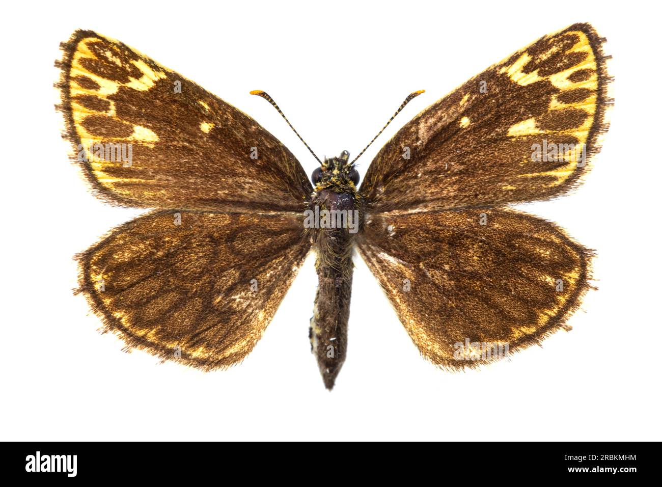 large chequered skipper (Heteropterus morpheus), female, upperside, cut out, Netherlands Stock Photo