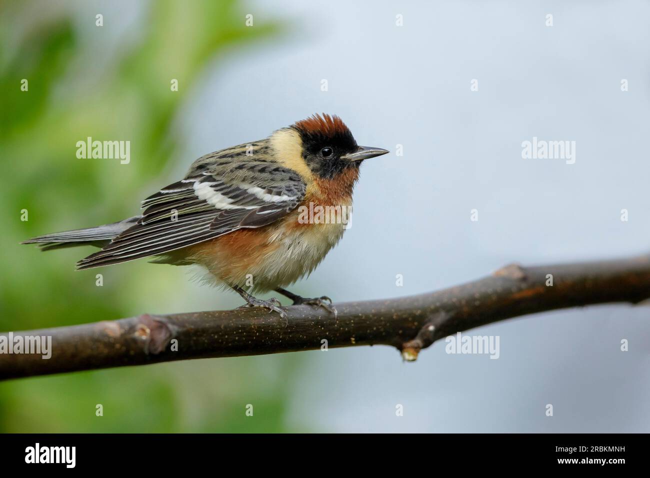bay-breasted warbler (Setophaga castanea, Dendroica castanea), adult male perched on a branch, USA, Texas Stock Photo