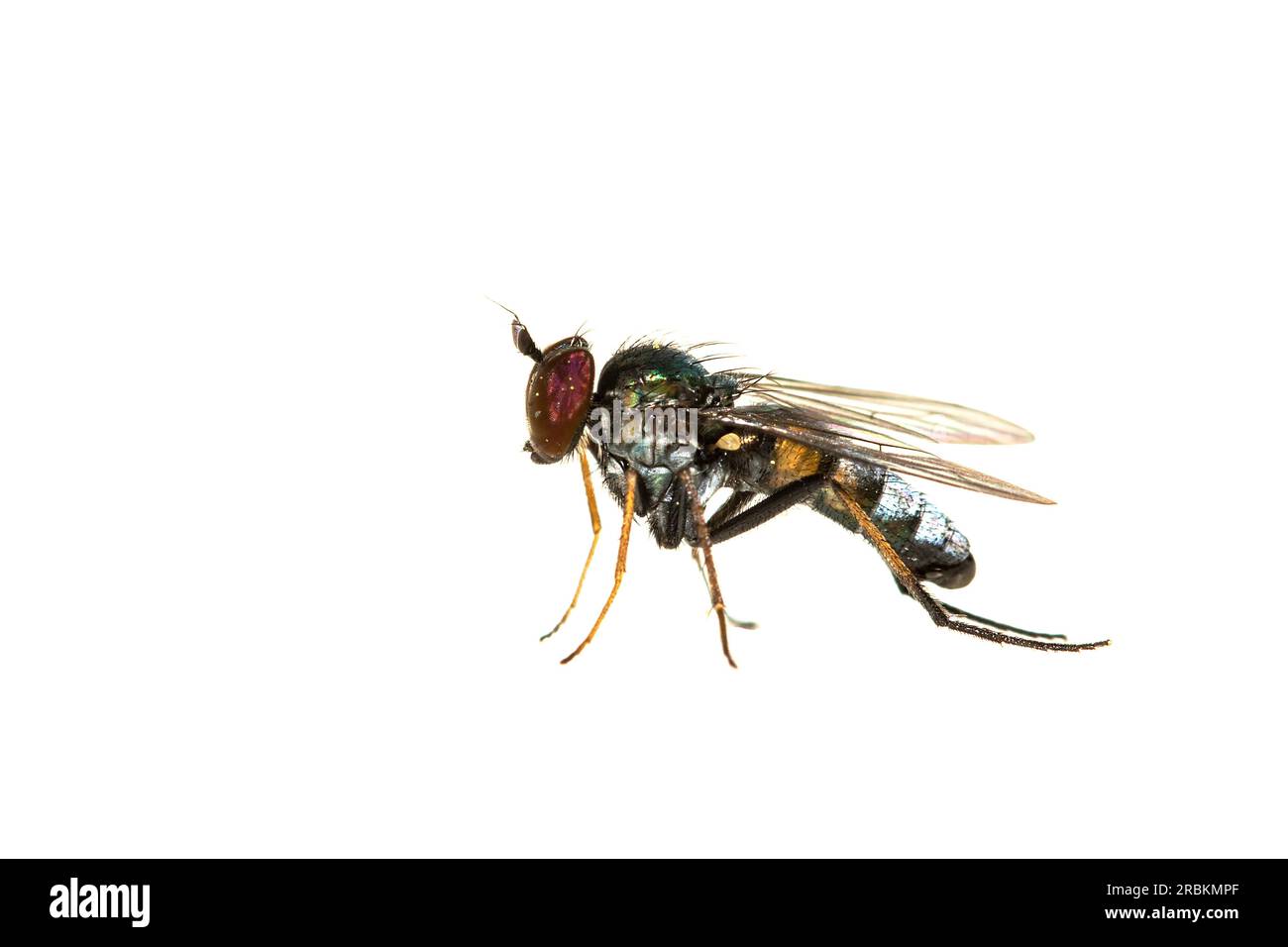 long-legged fly (Argyra diaphana), side view, cut out, Netherlands Stock Photo