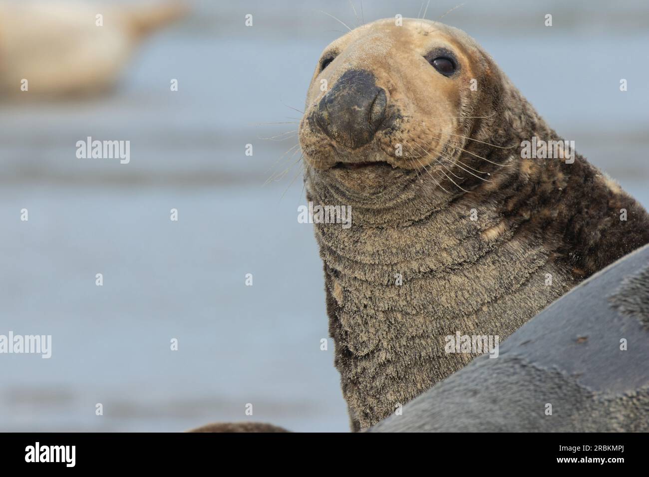 gray seal (Halichoerus grypus), portrait, looking toward camera, Germany, Schleswig-Holstein, Heligoland Stock Photo