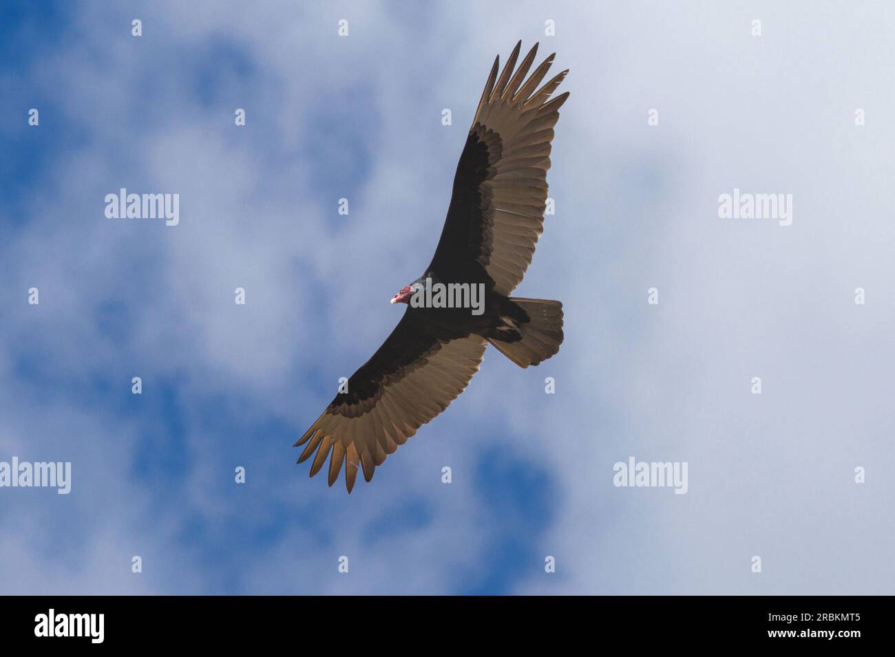 turkey vulture (Cathartes aura), circling, USA, Arizona Stock Photo