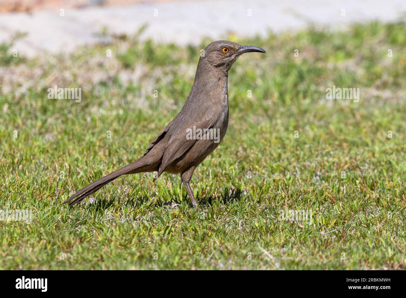 Curve-billed thrasher (Toxostoma curvirostre), foraging in a meadow, side view, USA, Arizona, Scottsdale Stock Photo