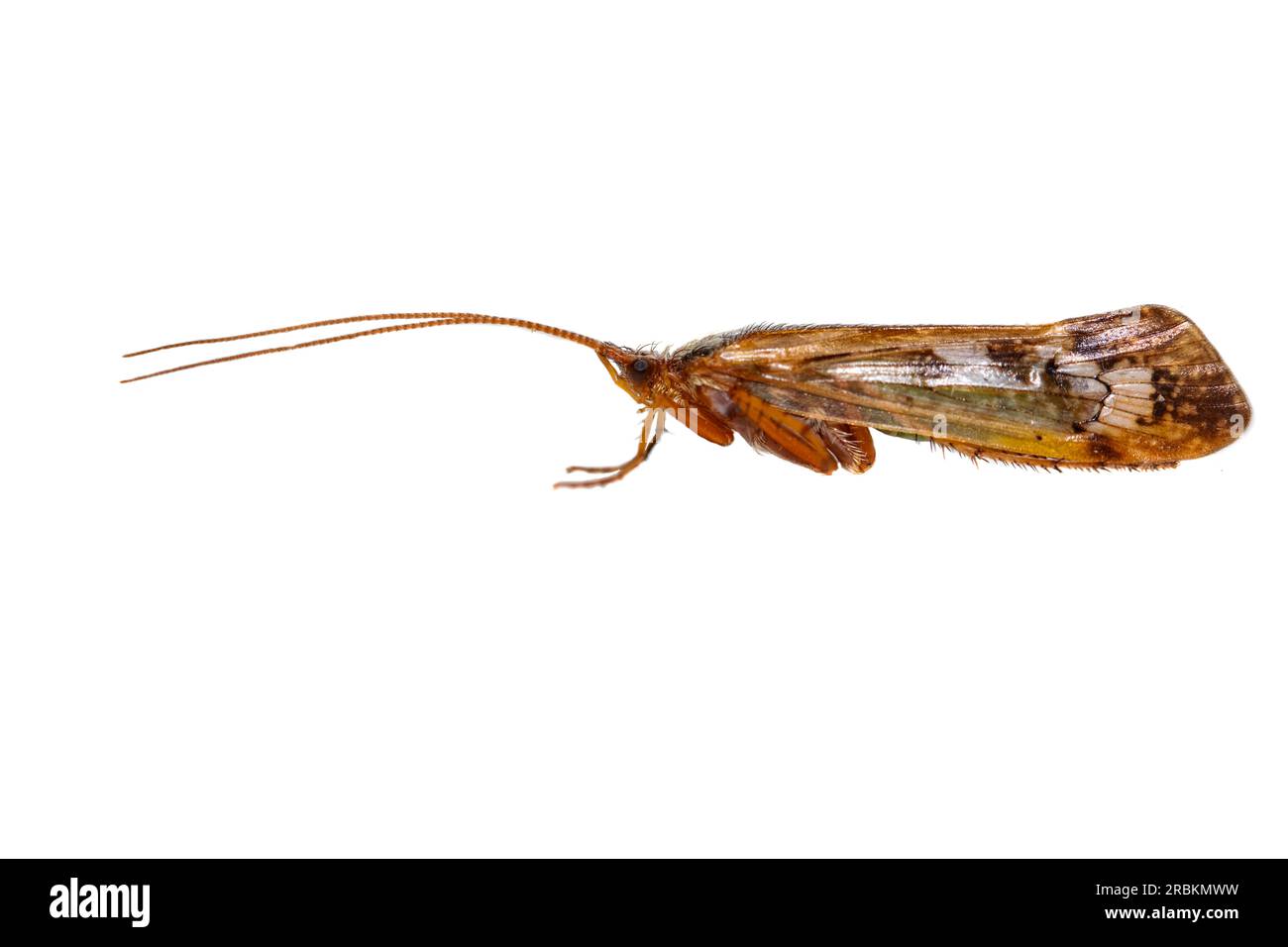 Moon caddisfly (Limnephilus lunatus), side view, cut out, Netherlands Stock Photo