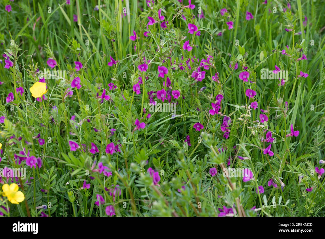 Common vetch (Vicia angustifolia ssp. segetalis, Vicia segetalis, Vicia sativa subsp. segetalis), blooming, Germany Stock Photo