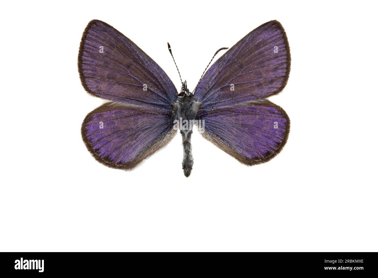 Cranberry Blue (Plebejus optilete, Plebeius optilete), upperside, cut out, Netherlands Stock Photo