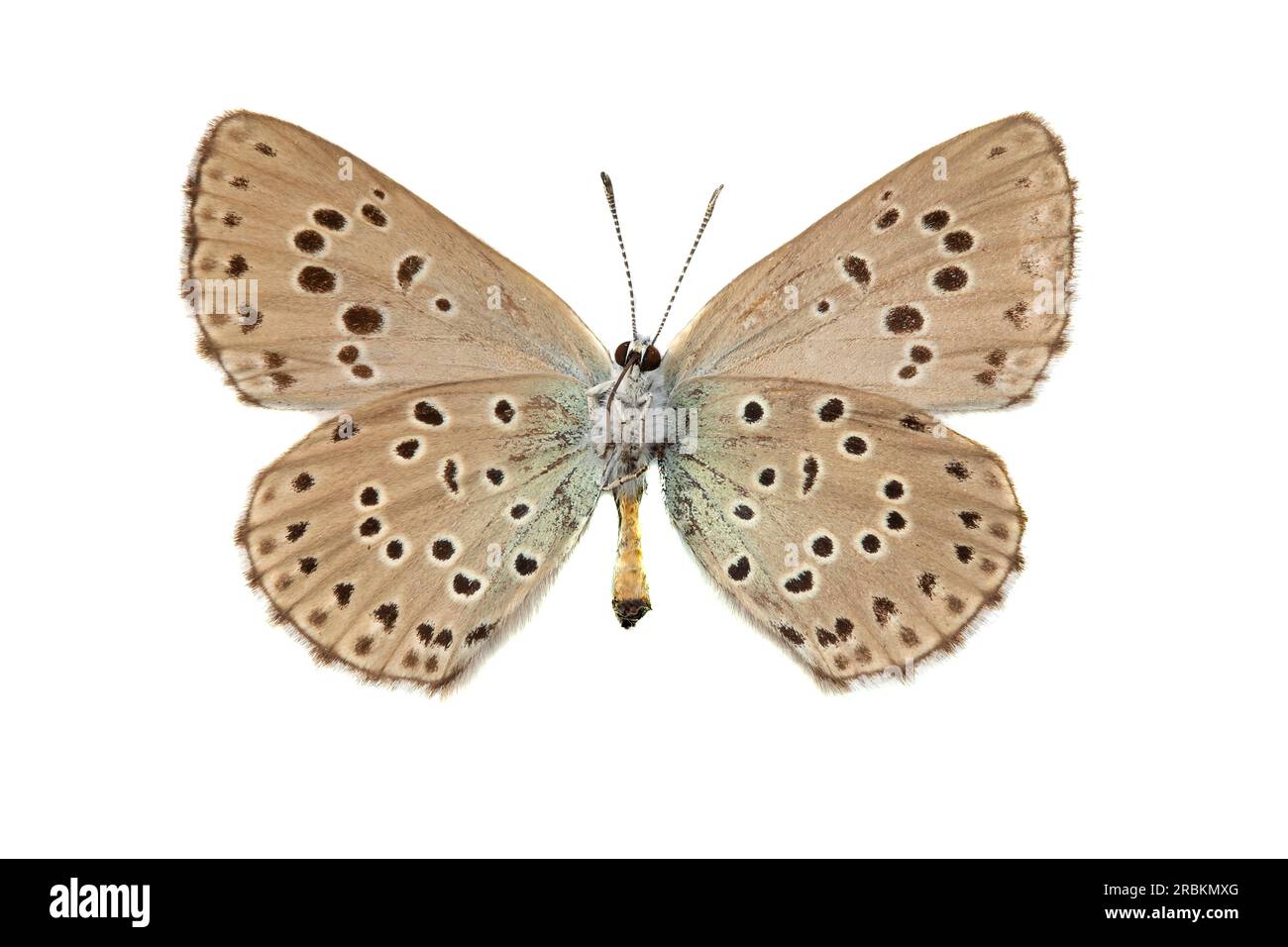 large blue (Phengaris arion, Maculinea arion, Glaucopsyche arion), male, underside, cut out Stock Photo