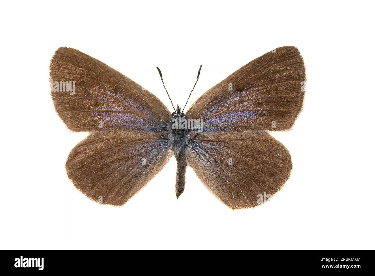 large blue (Phengaris arion, Maculinea arion, Glaucopsyche arion), female, upperside, cut out Stock Photo