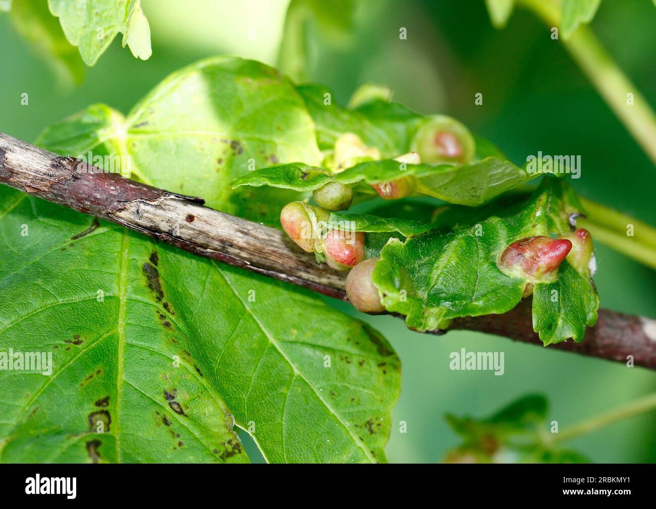 acer gall mite, Eriophyid mite (Aceria macrorhyncha, Aceria macrorhynchus), galls on a leaf of Sycamore maple, Acer pseudoplatanus, Germany Stock Photo