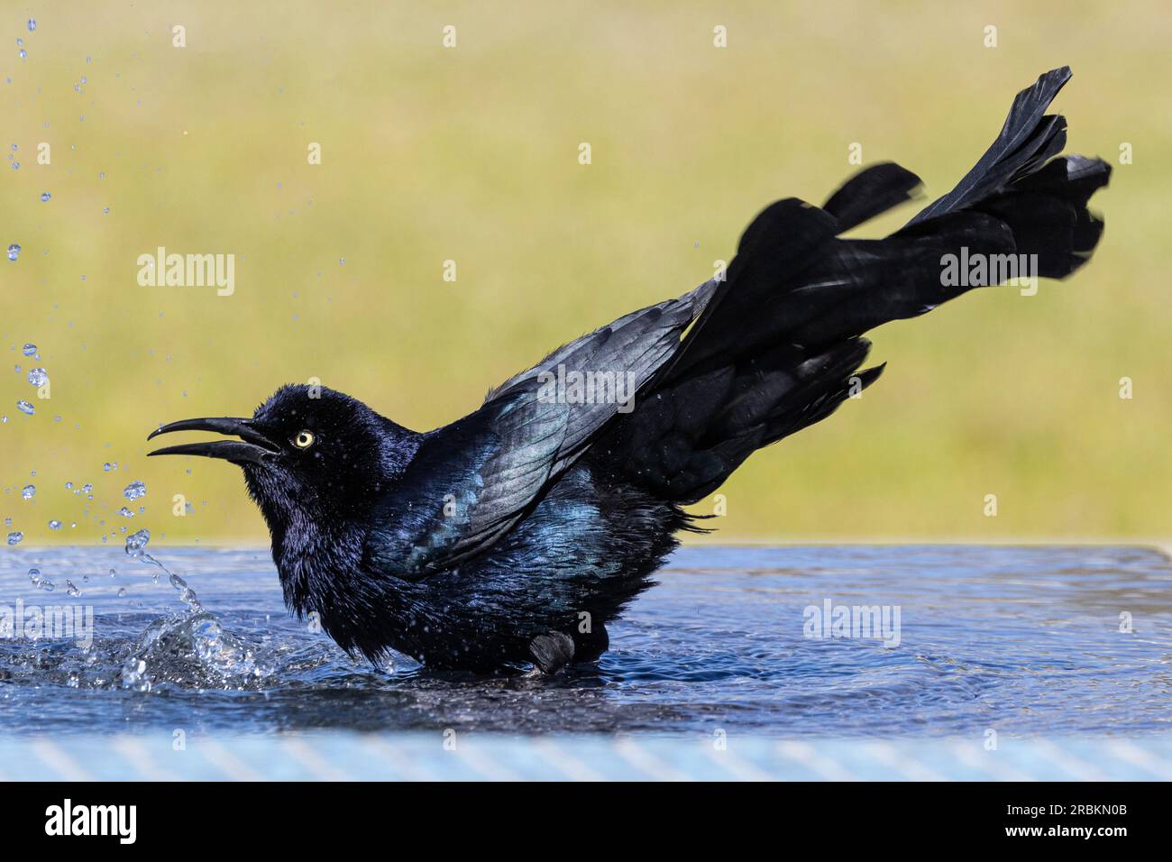 great-tailed grackle (Quiscalus mexicanus), male bathing in a water place, side view, USA, Arizona, Scottsdale Stock Photo