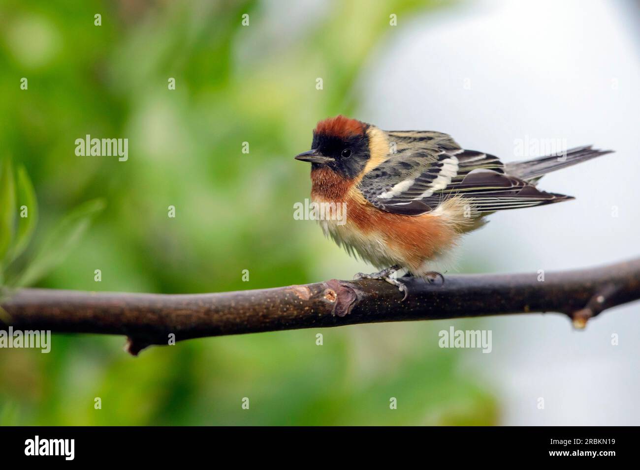 bay-breasted warbler (Setophaga castanea, Dendroica castanea), adult male perched on a branch, USA, Texas Stock Photo