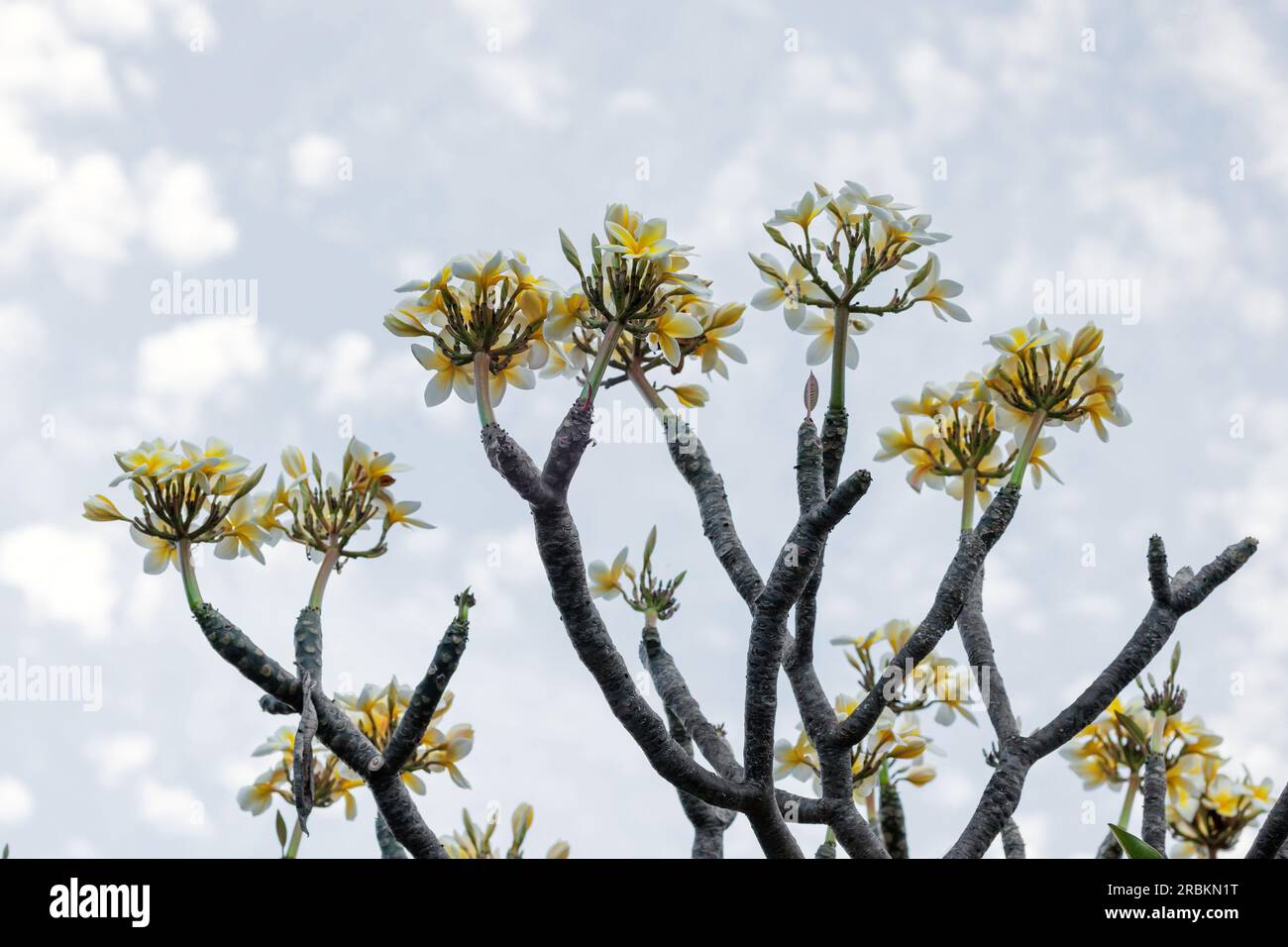 frangipani plant, nosegaytree (Plumeria alba), blooming tree, USA, Hawaii Stock Photo