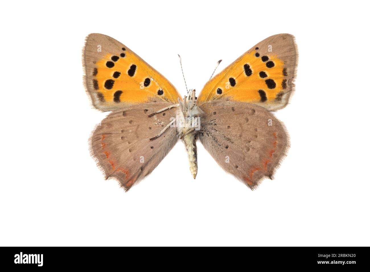 small copper (Lycaena phlaeas, Chrysophanus phlaeas), female, underside, cut out, Netherlands Stock Photo