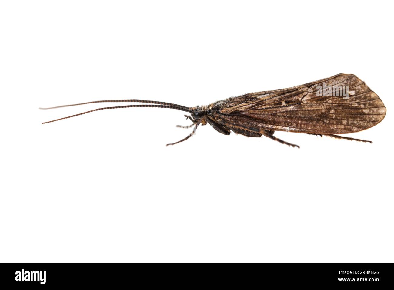 Two-spotted Great Reed Sedge (Phryganea bipunctata), side view, cut out, Netherlands Stock Photo