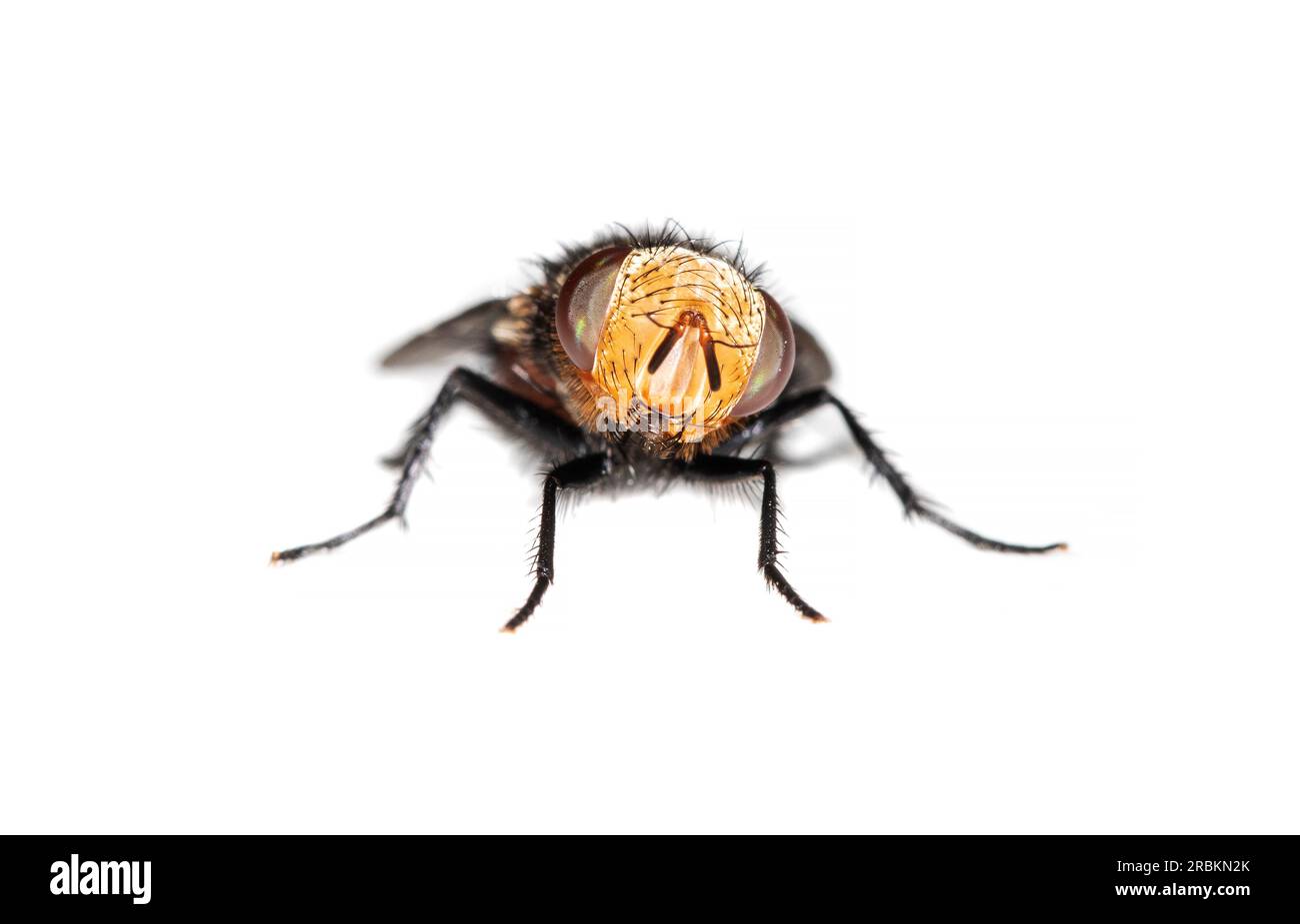 tachinid (Gonia divisa), front view, cut out, Netherlands Stock Photo