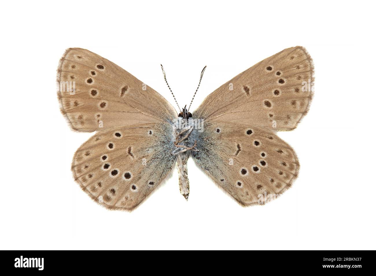 large blue (Phengaris arion, Maculinea arion, Glaucopsyche arion), female, underside, cut out, Spain Stock Photo
