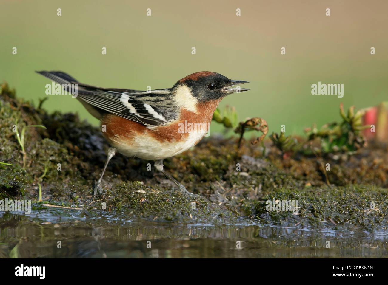 bay-breasted warbler (Setophaga castanea, Dendroica castanea), adult female at drinking pool, USA, Texas Stock Photo