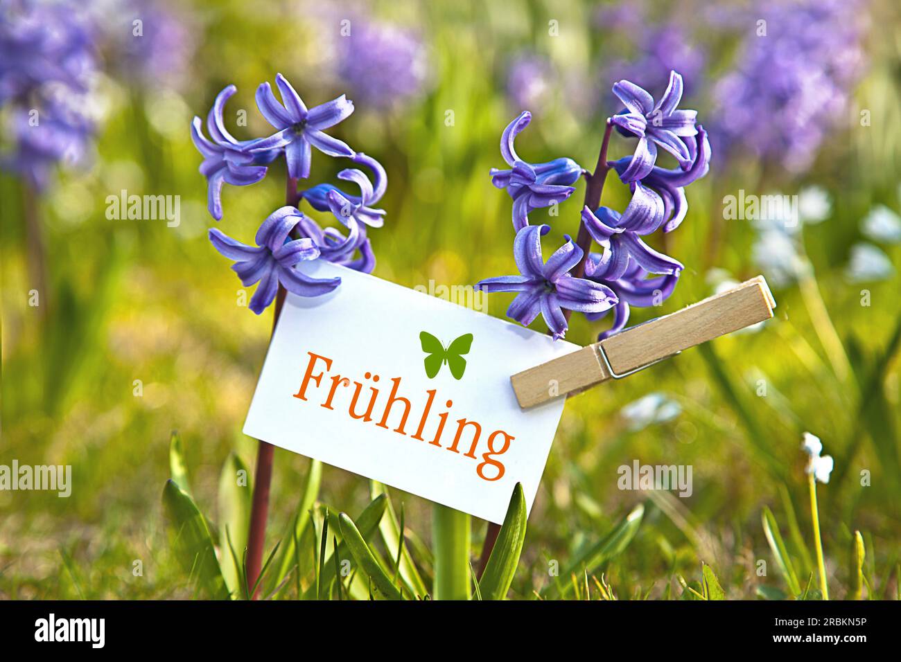 memo sheet at blue hyacinths lettering Fruehling, spring an a butterfly Stock Photo