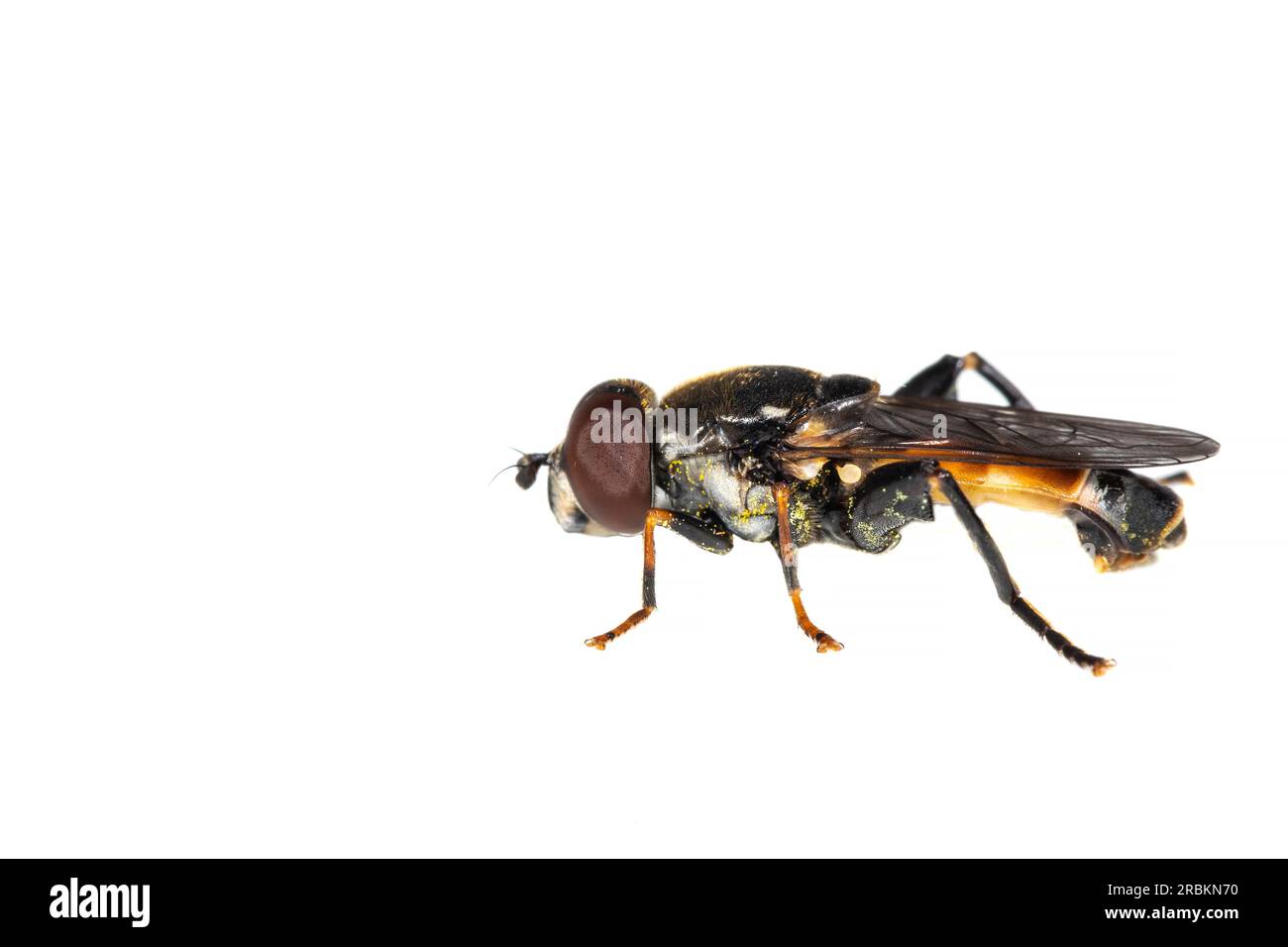 Swamp Thickleg (Tropidia scita), side view, cut out, Netherlands Stock Photo