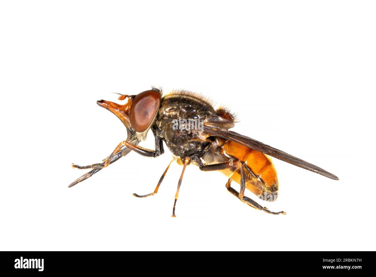 Common Snout-hoverfly (Rhingia campestris), side view, cut out, Netherlands Stock Photo
