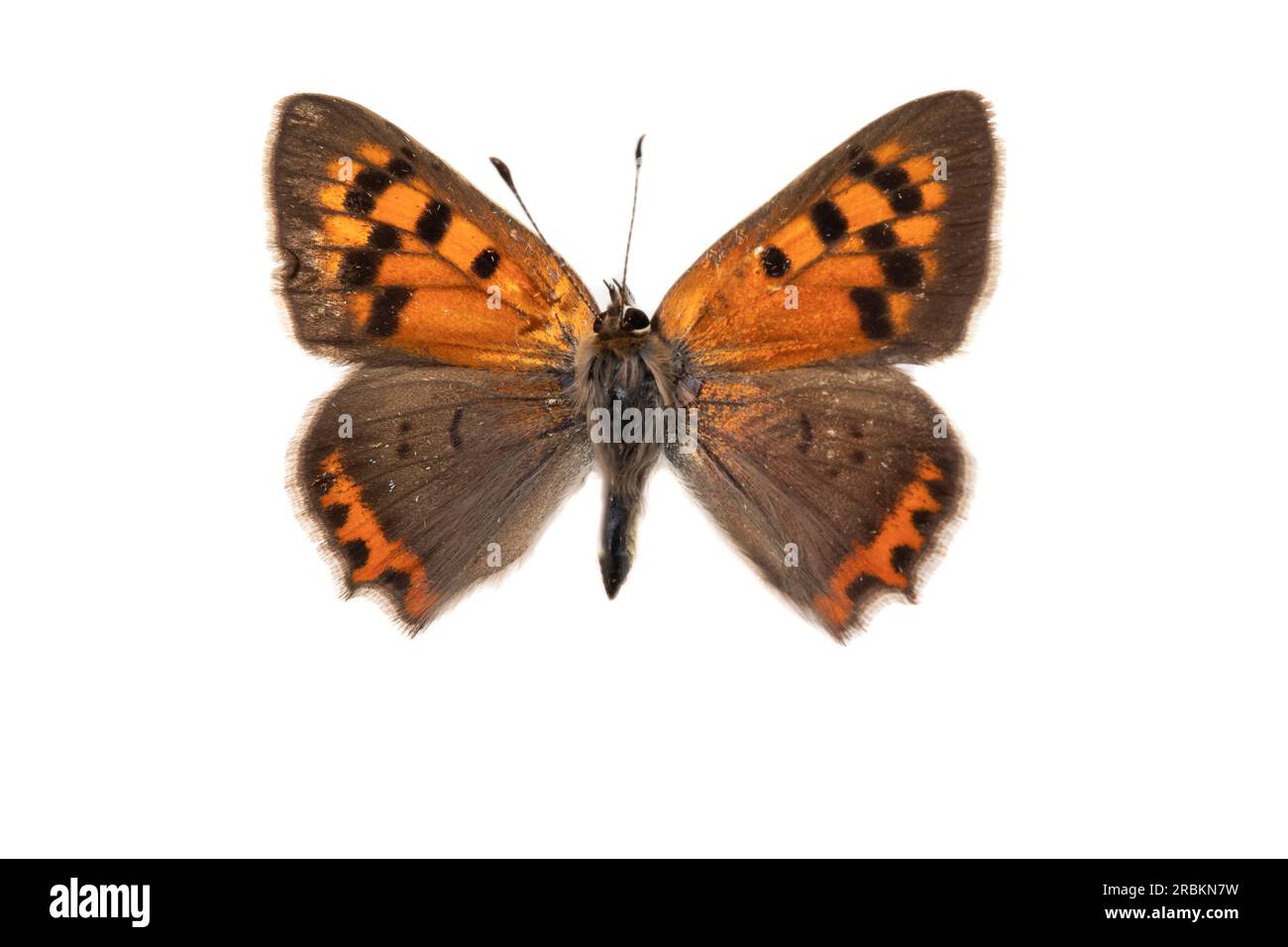 small copper (Lycaena phlaeas, Chrysophanus phlaeas), female, upperside, cut out, Netherlands Stock Photo