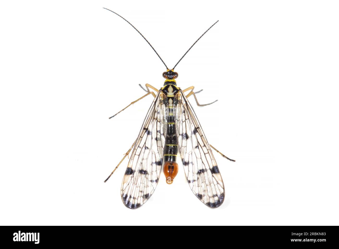 German scorpionfly (Panorpa germanica), male, top view, cut out, Netherlands Stock Photo