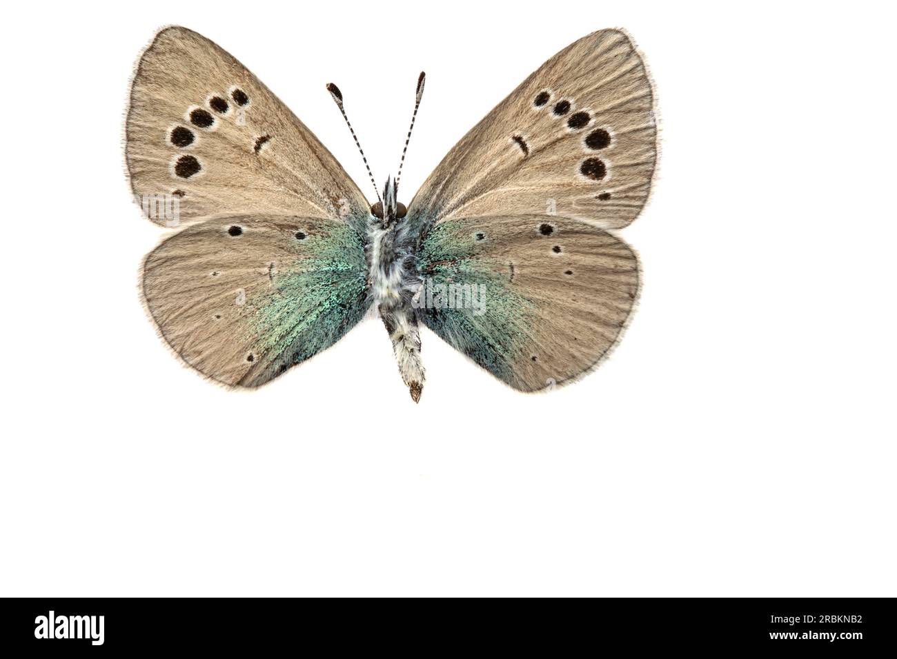 Green underside blue (Glaucopsyche alexis), female, underside, cut out Stock Photo