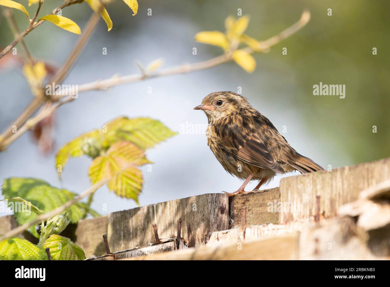 dunnock (Prunella modularis), juvenile perched on a fench in the garden, Netherlands Stock Photo
