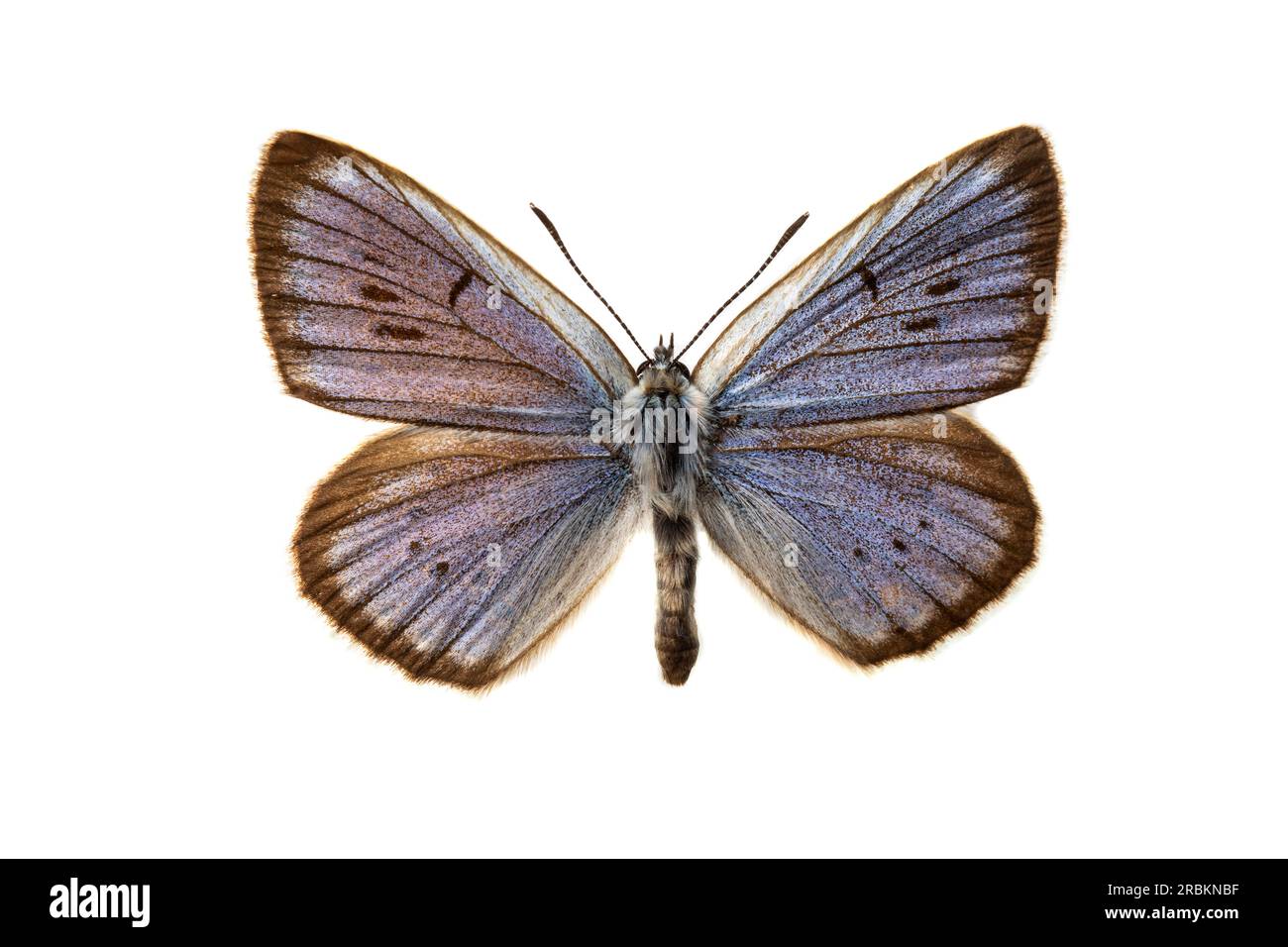 Scarce large blue (Phengaris teleius, Maculinea teleius, Glaucopsyche teleius), male, upperside, cut out Stock Photo