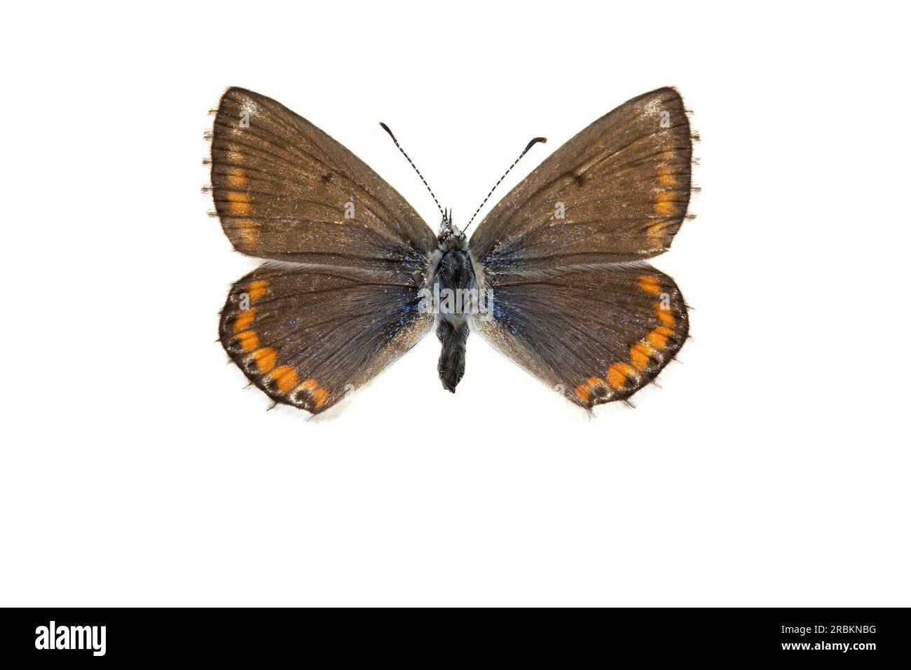 adonis blue (Polyommatus bellargus, Lysandra bellargus, Meleageria bellargus), female, upperside, cut out, Netherlands Stock Photo