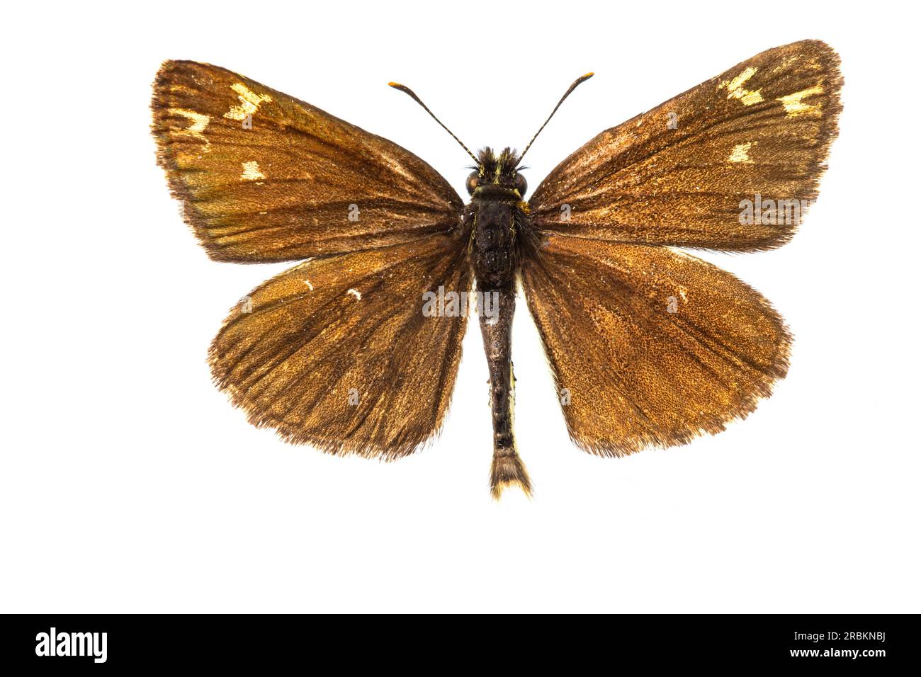 large chequered skipper (Heteropterus morpheus), male, upperside, cut out, Netherlands Stock Photo