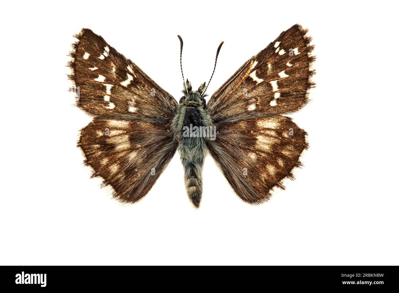 Oberthuer's Grizzled Skipper (Pyrgus armoricanus), male, upperside, cut out, Netherlands Stock Photo