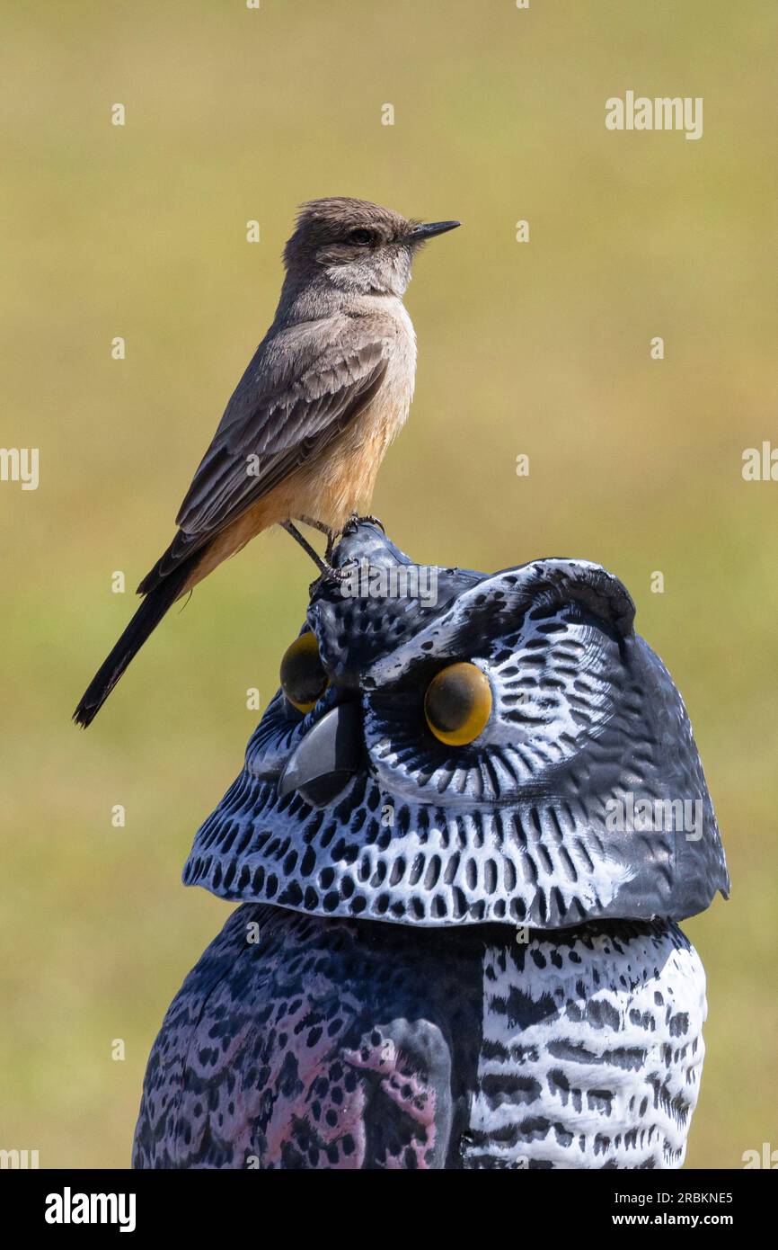 western wood pewee (Contopus sordidulus), perching on the head of a decoration owl, side view, USA, Arizona, Scottsdale Stock Photo